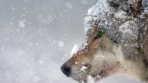 Wolf wallpapers Screenshot 0