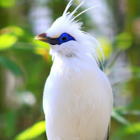 Bird Wallpaper