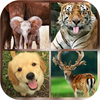 Animal Quiz
