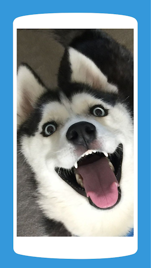 Cute Husky Wallpaper HD 4K Screenshot 3