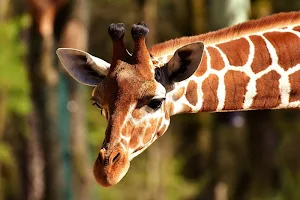 Africa wallpapers Screenshot 2