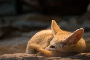 Fennec Fox Wallpaper HD Screenshot 3