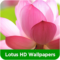 Lotus HD Wallpapers