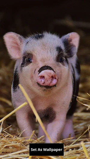 pig wallpaper Screenshot 1