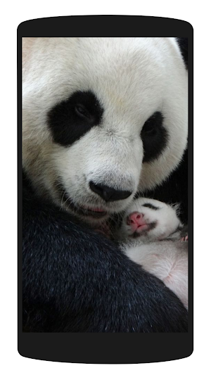 Cute Panda Wallpaper HD 4K Screenshot 2