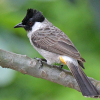 Sooty-headed bulbul sounds
