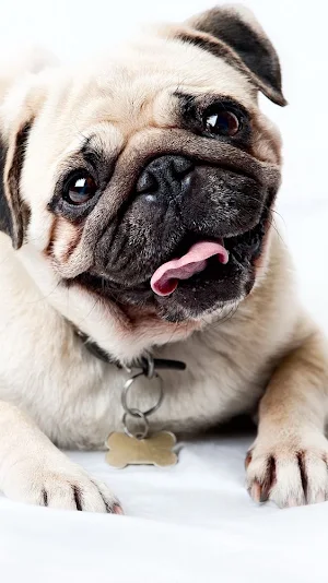 Cute Pug Dog Wallpapers Screenshot 0