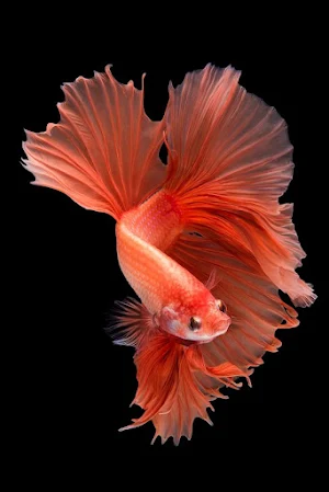 Betta Fish Video Wallpapers Screenshot 1