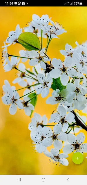 10000 Flowers Wallpapers Screenshot 1