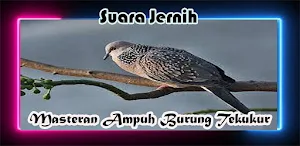 Pemikat Ampuh Suara Tekukur Screenshot 1