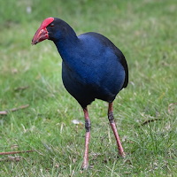 Purple Swamphen Sounds