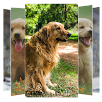 Golden Retriever Wallpapers
