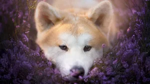 Akita Inu Dog Wallpaper HD Screenshot 2