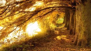 Nature Wallpaper HD Screenshot 0