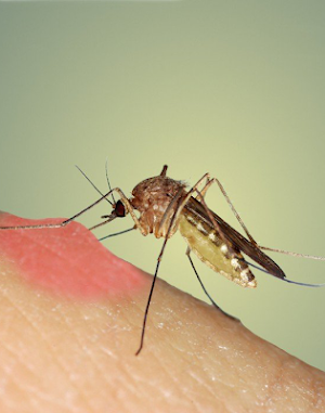 Mosquito Sound Effects Screenshot 0