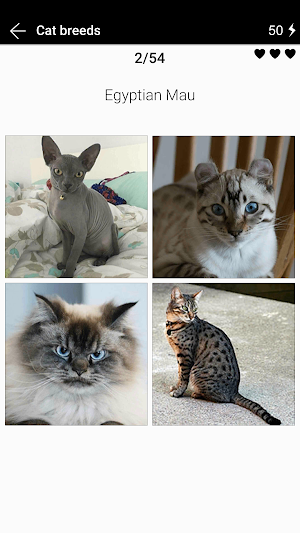 Cat breeds - Photo Quiz Screenshot 0