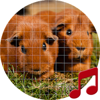 Guinea pig Sounds ~ Sboard.pro