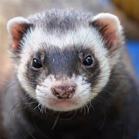 Ferret Sounds