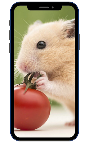 Hamster Wallpapers Screenshot 1