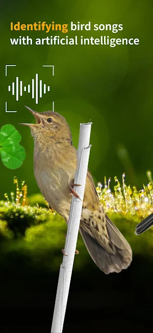 Birds of ireland Field Guide Screenshot 1