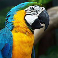 Macaw Bird Sounds