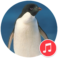 Penguin Sounds
