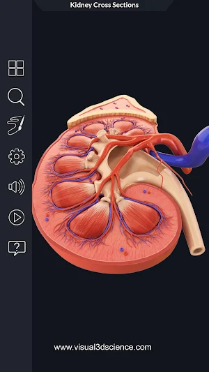 Kidney Anatomy Pro. Screenshot 2