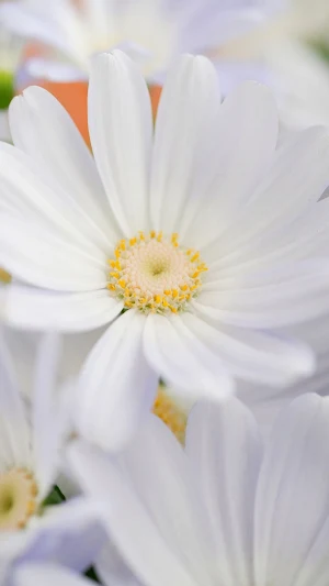 Cineraria Wallpaper Screenshot 1