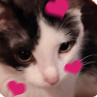 WAStickerApps Stickers Cats