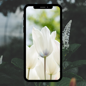 flower wallpaper Screenshot 3
