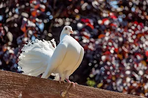 Pigeon Wallpaper HD Screenshot 2