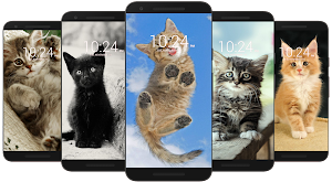 😻 Kitten & Cat Wallpaper HD 😻 Screenshot 3