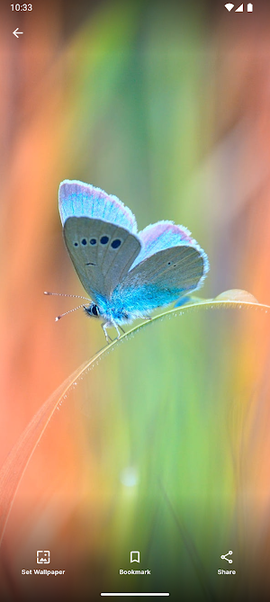 Butterfly Wallpaper - HD 4K+ Screenshot 0