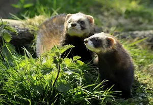 Ferret Wallpapers Screenshot 3