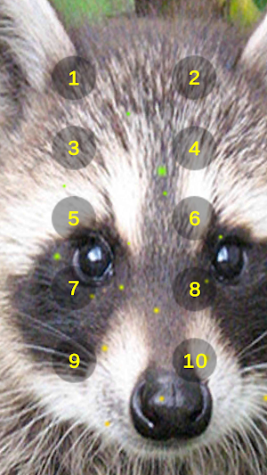 Raccoon Growl Raccoon Sounds Screenshot 0