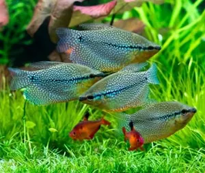 Freshwater Ornamental Fish Screenshot 3