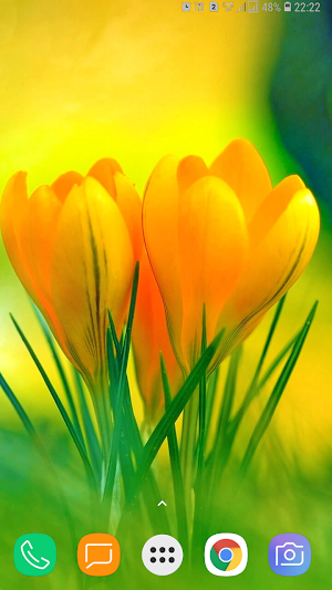 Flower Wallpaper Screenshot 3
