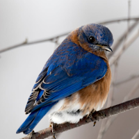 Birds Wallpapers