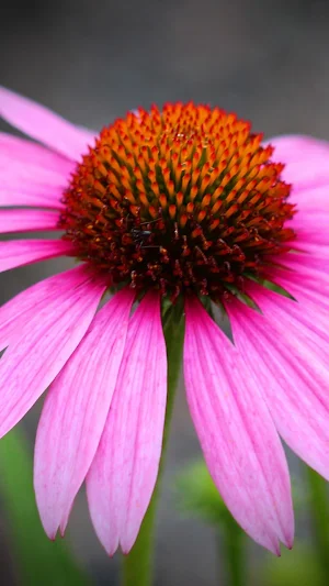 Echinacea Wallpaper Screenshot 1