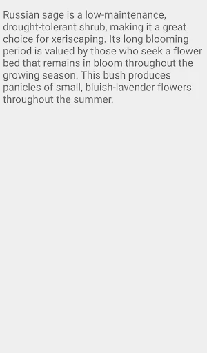 Russian Sage Flower Screenshot 1