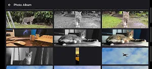 65x24 Film Camera Screenshot 3