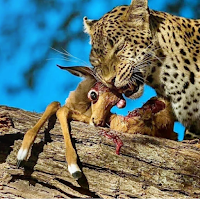 Cheetah Leopard Wallpapers Hd