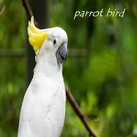 Parrot Bird