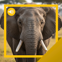 Elephant Sounds & Story