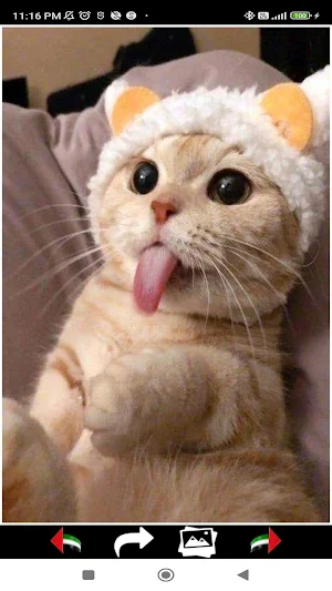 Cute Cats Wallpapers 2024 Screenshot 2
