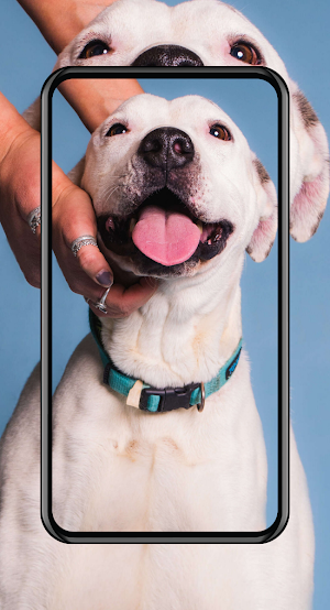 Cute Puppies Wallpapers Screenshot 0
