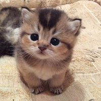 Cute Cats Wallpaper