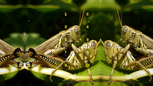 Grasshopper And Cricket Sounds Screenshot 3