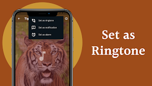 Tiger Sounds Screenshot 3