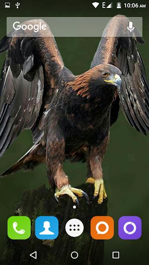 Eagle Wallpapers Hd Screenshot 1